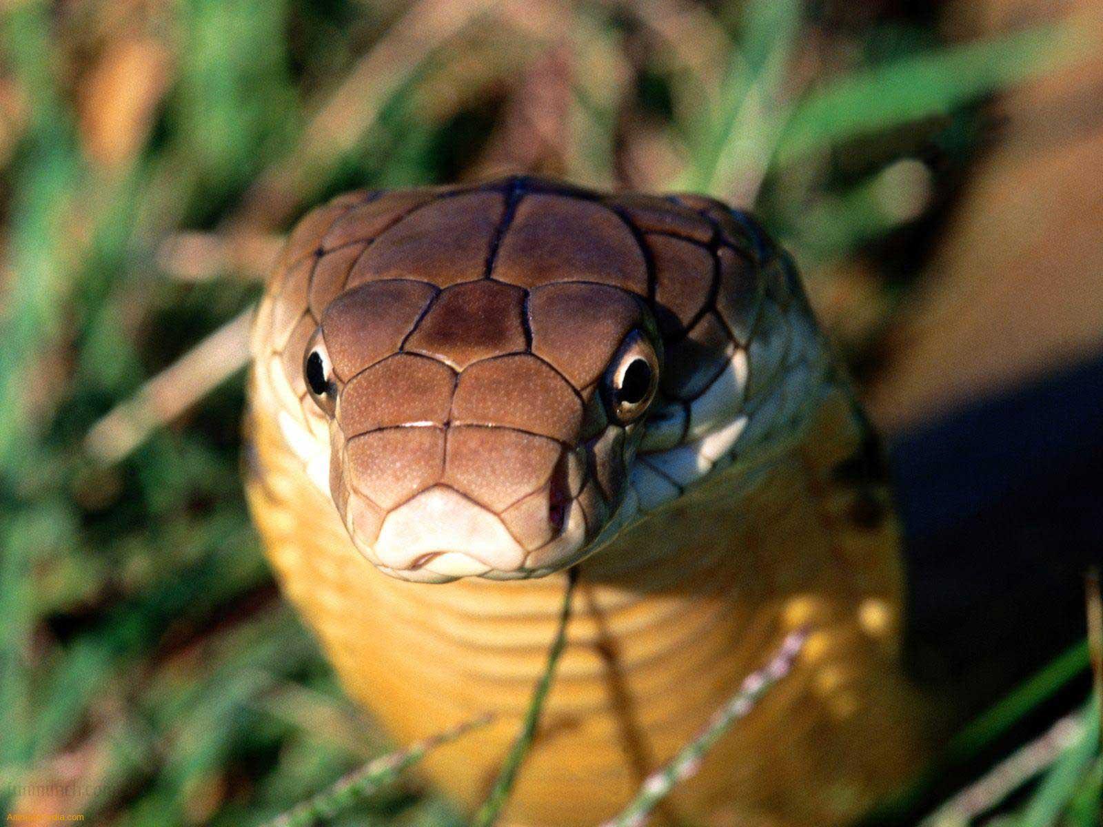 King Cobra Snake